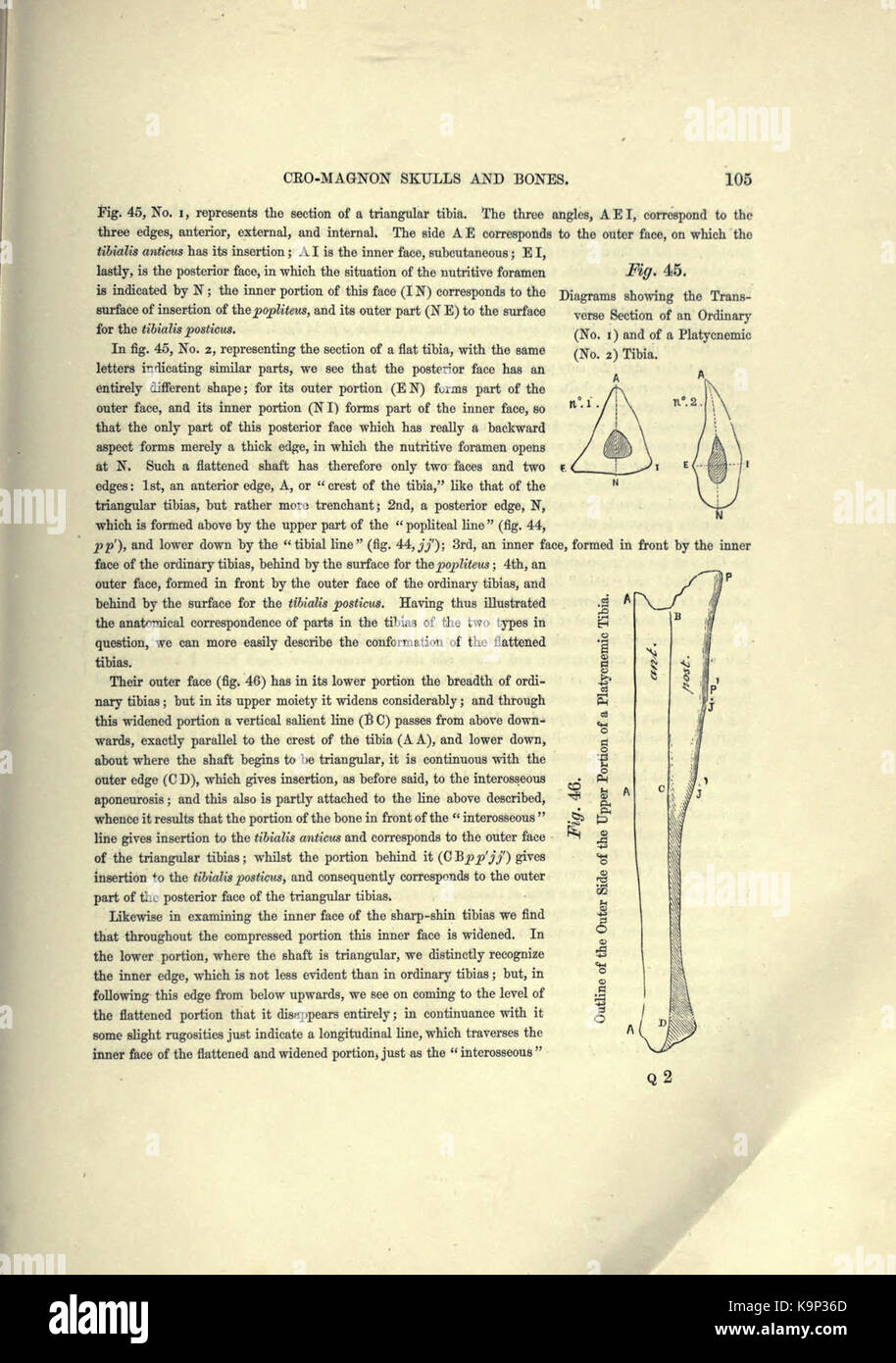 Reliquiae aquitanicae (Seite 105) BHL 20495356 Stockfoto