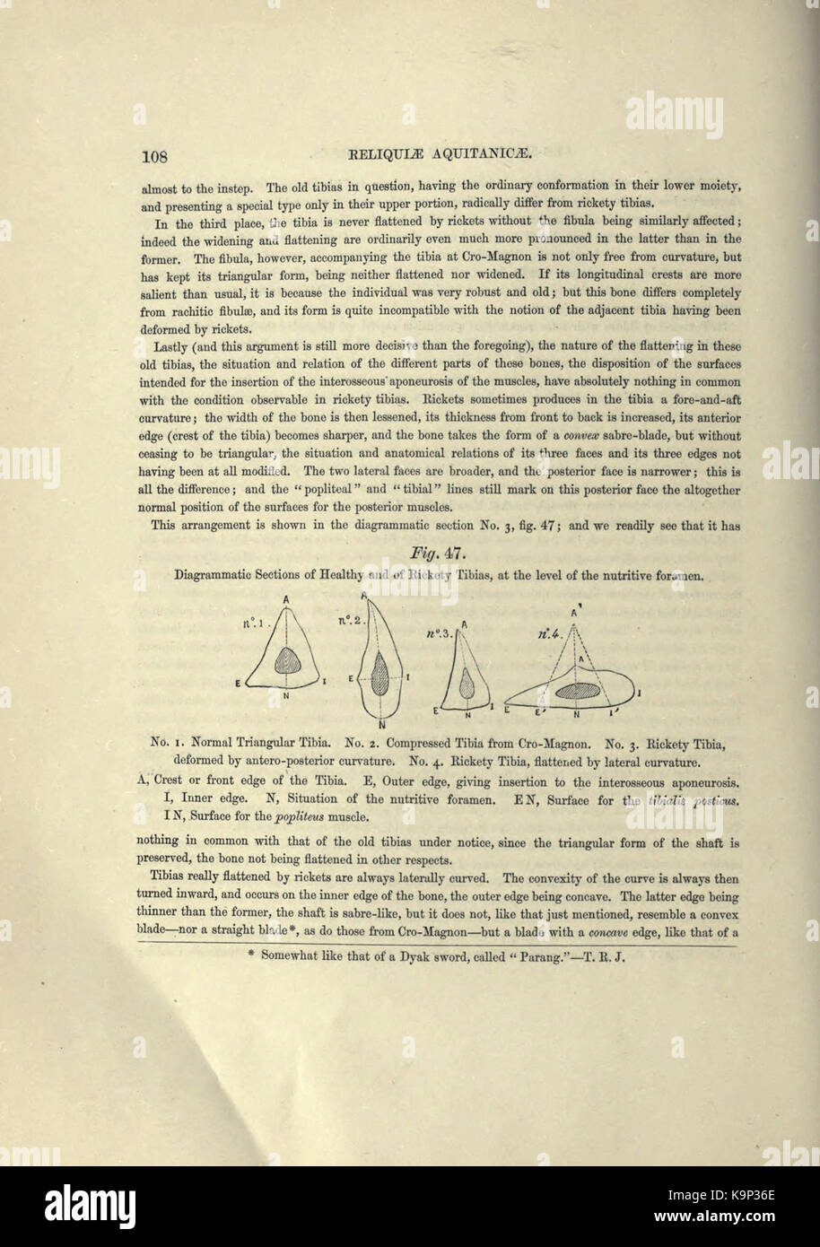 Reliquiae aquitanicae (Seite 108) BHL 20495359 Stockfoto