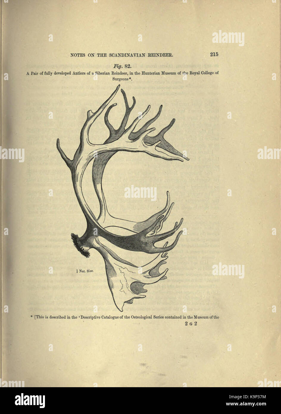 Reliquiae aquitanicae (Seite 215) BHL 20495482 Stockfoto