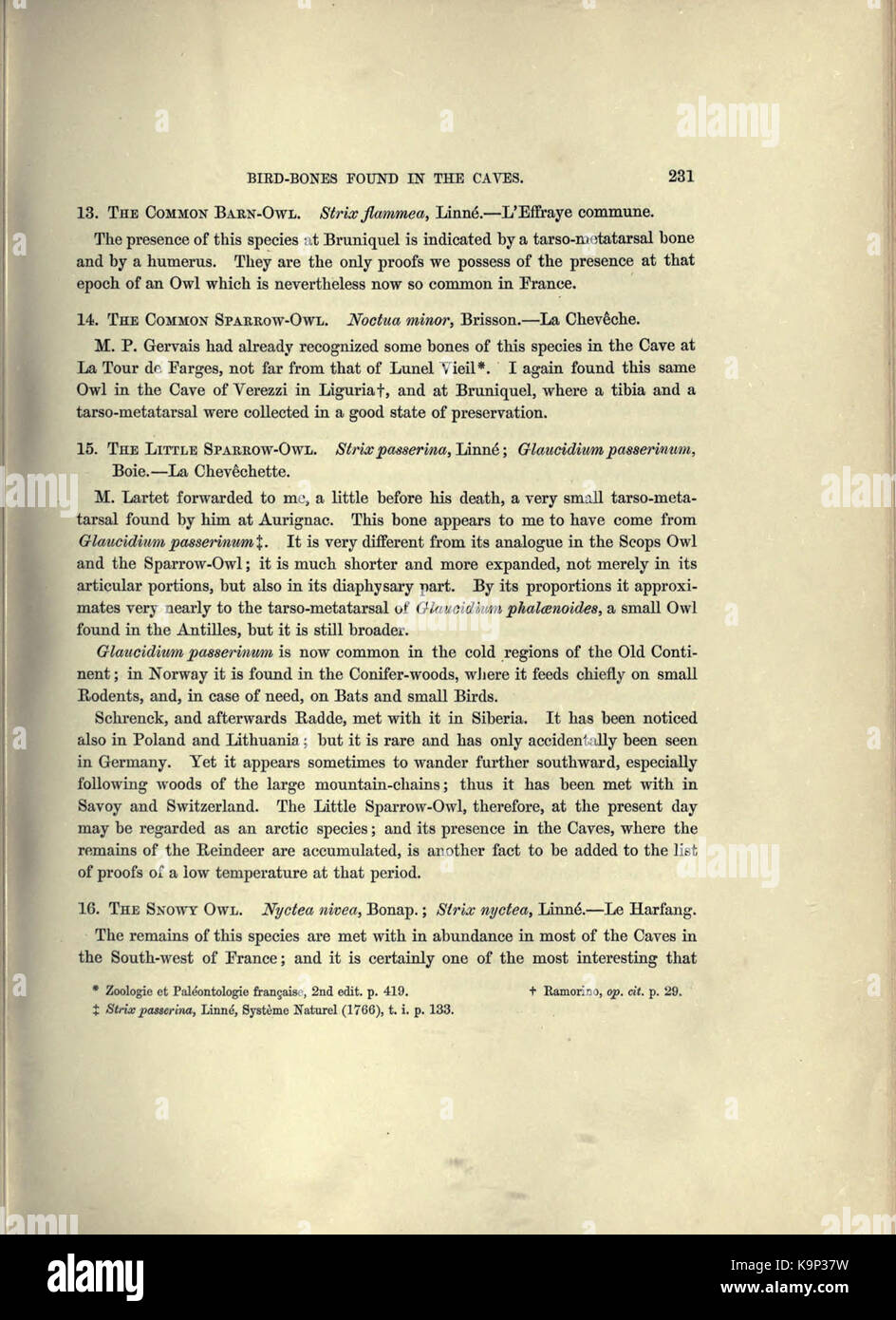 Reliquiae aquitanicae (Seite 231) BHL 20495498 Stockfoto