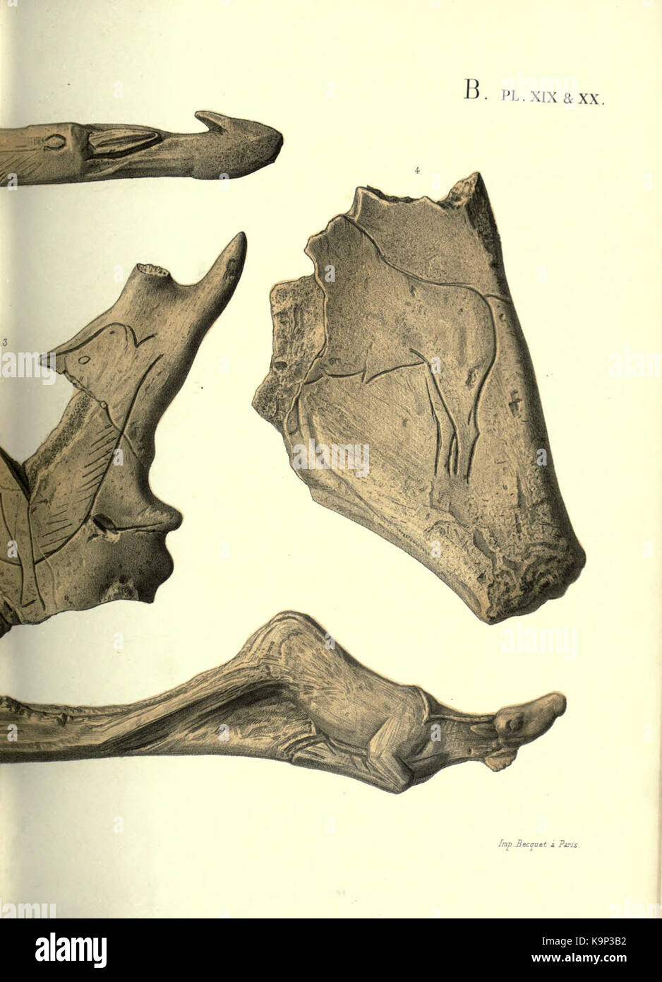 Reliquiae aquitanicae BHL 20495830 Stockfoto