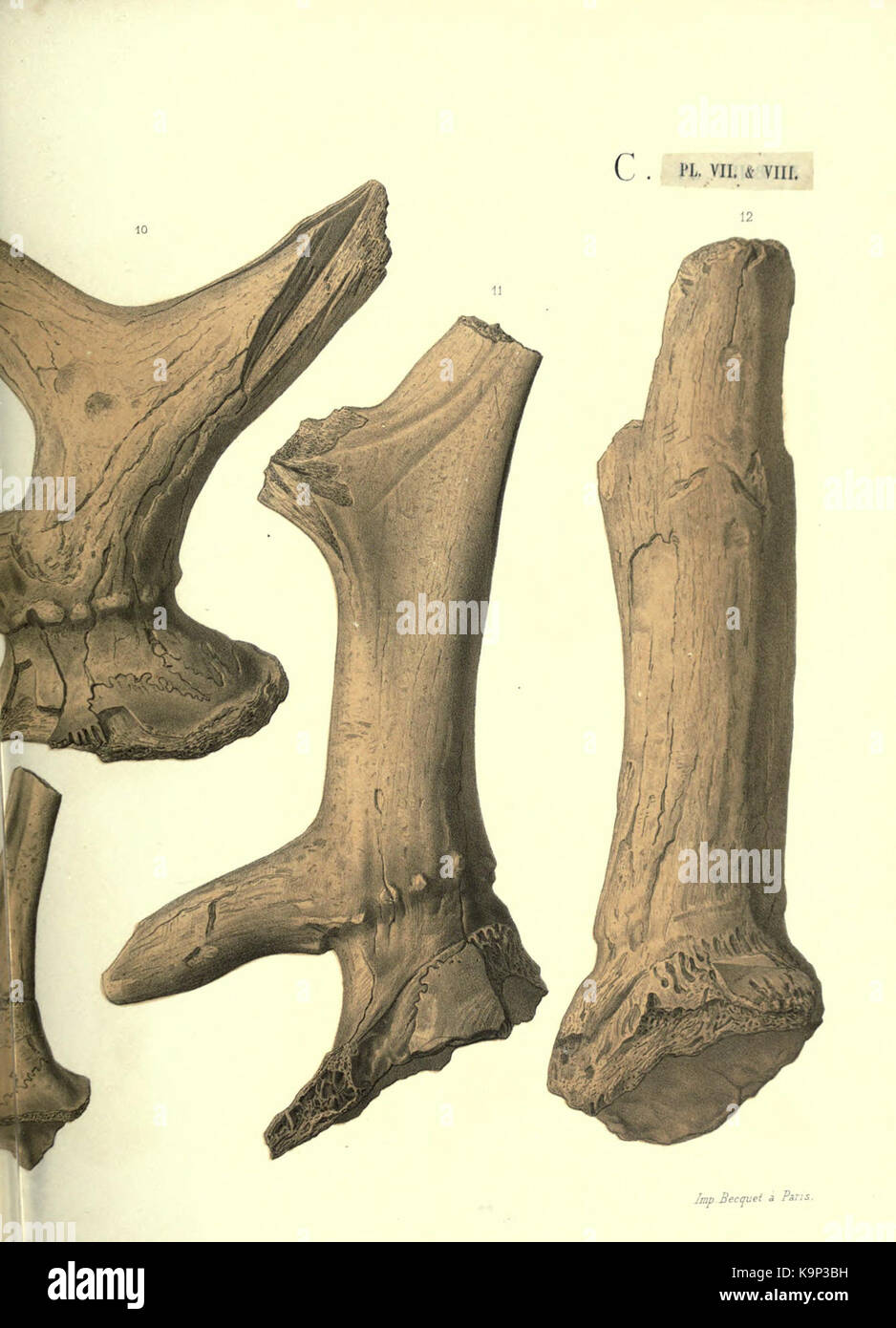 Ein historischer Text mit dem Titel *Reliquiae Aquitanicae*, der möglicherweise die Geschichte und das Erbe der Region Aquitanien beschreibt. Es kann Aufzeichnungen oder kulturelle Artefakte dieser Gegend enthalten. Stockfoto