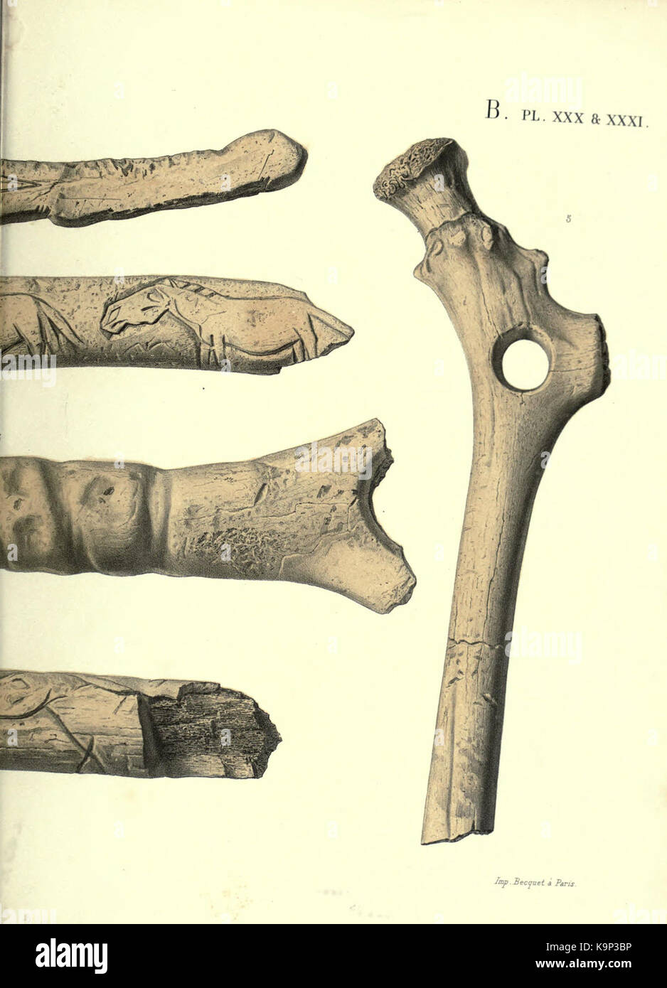 Reliquiae aquitanicae BHL 20495906 Stockfoto