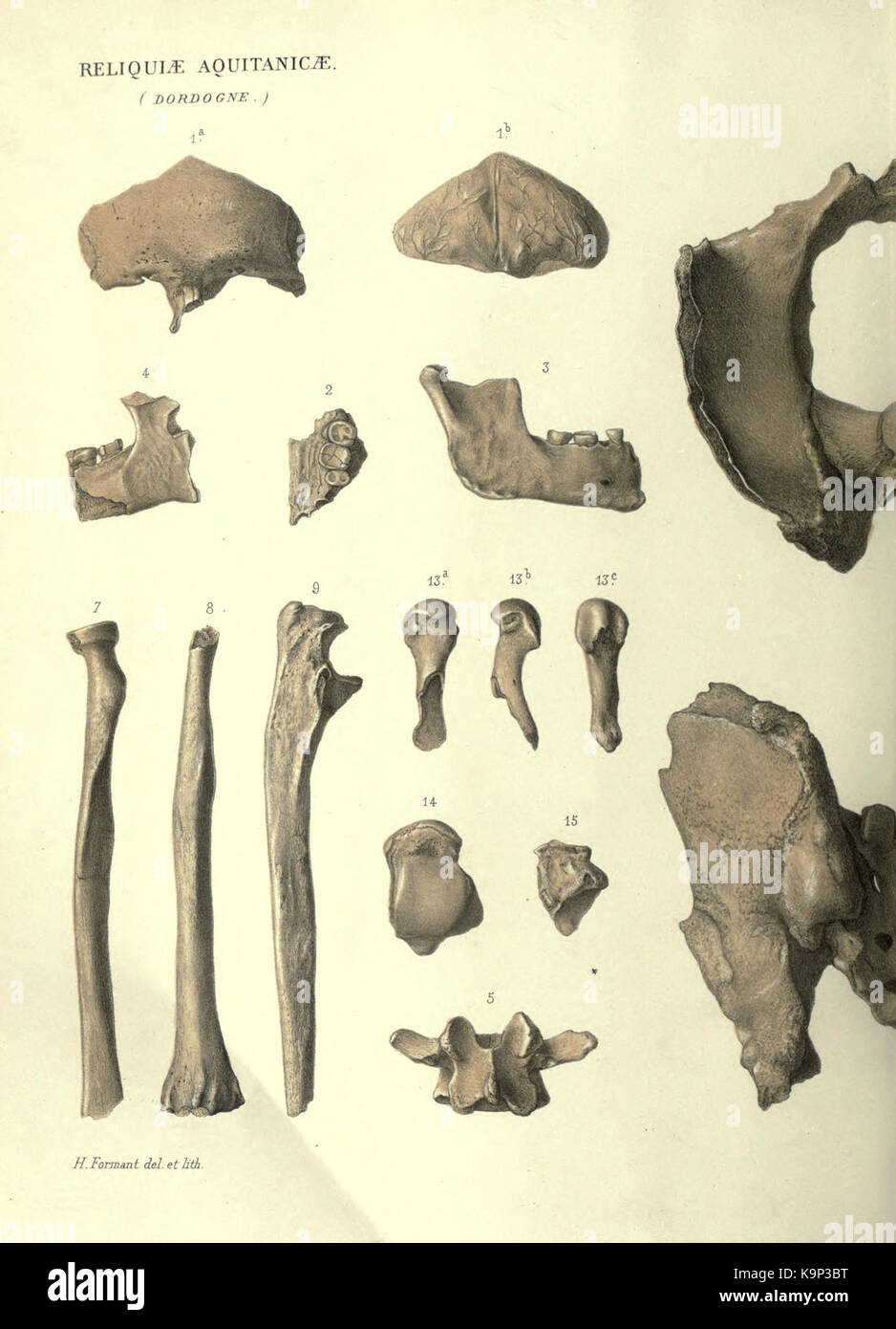 Reliquiae aquitanicae BHL 20495917 Stockfoto