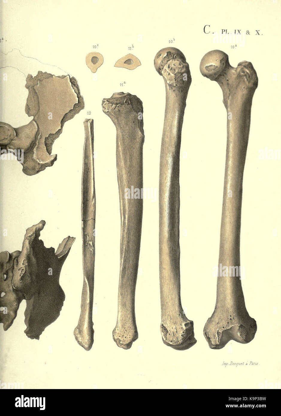 Reliquiae aquitanicae BHL 20495918 Stockfoto