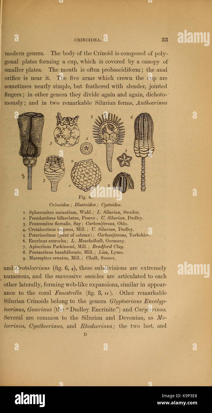 Paläontologie oder eine systematische Zusammenfassung der ausgestorbenen Tiere und ihre geologischen Beziehungen (Seite 33) BHL 40566346 Stockfoto