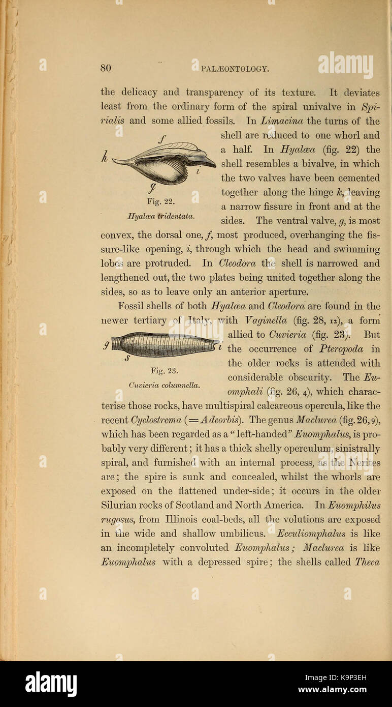Paläontologie oder eine systematische Zusammenfassung der ausgestorbenen Tiere und ihre geologischen Beziehungen (Seite 80) BHL 40566431 Stockfoto