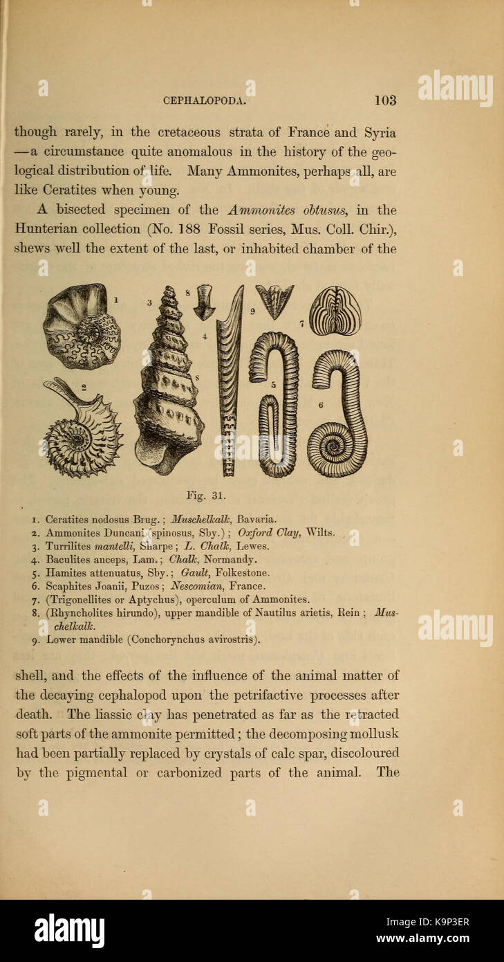 Paläontologie oder eine systematische Zusammenfassung der ausgestorbenen Tiere und ihre geologischen Beziehungen (Seite 103) BHL 40566454 Stockfoto