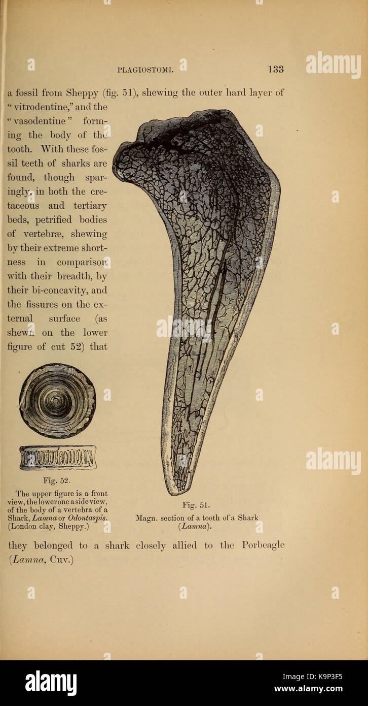 Paläontologie oder eine systematische Zusammenfassung der ausgestorbenen Tiere und ihre geologischen Beziehungen (Seite 133) BHL 40566484 Stockfoto