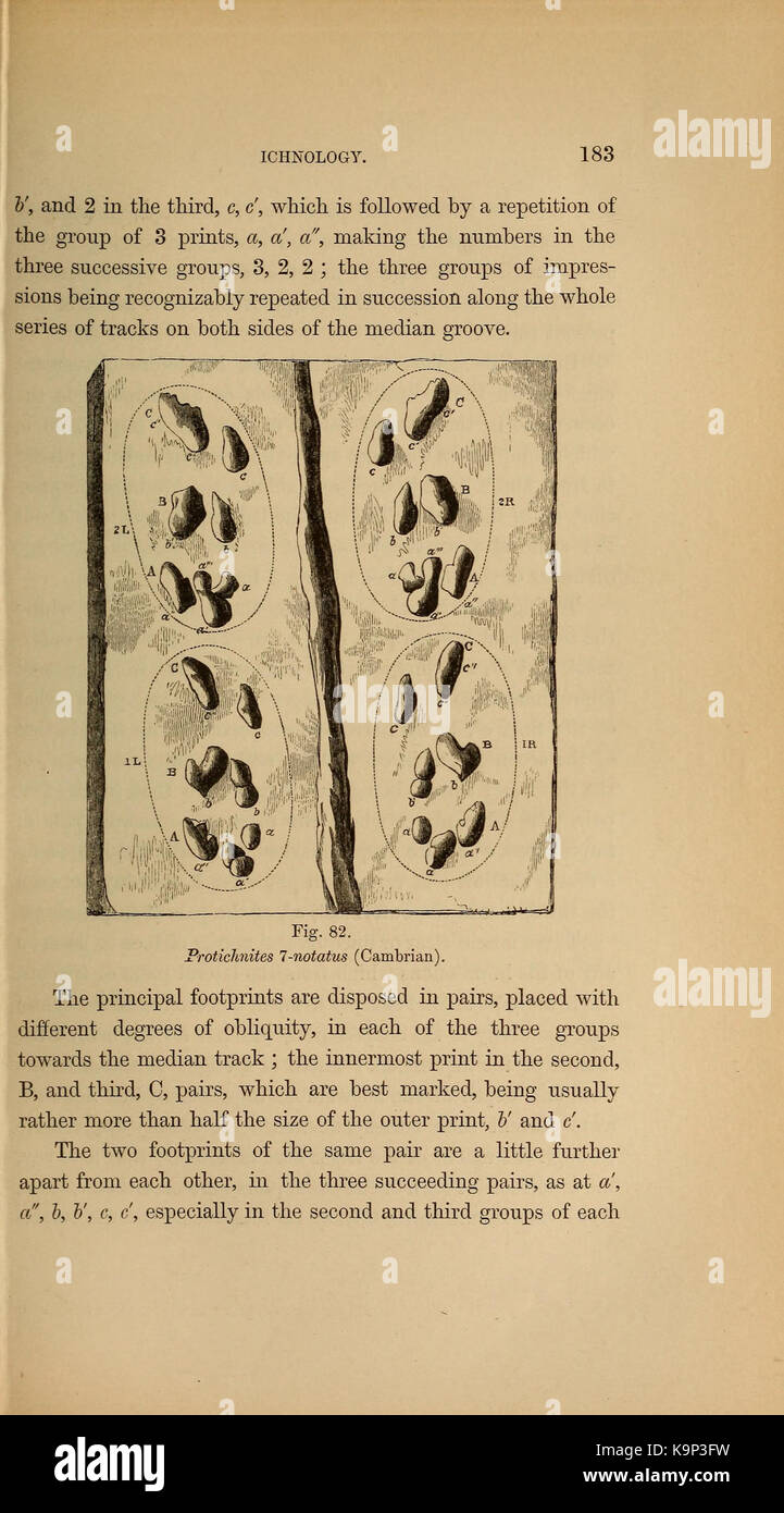 Paläontologie oder eine systematische Zusammenfassung der ausgestorbenen Tiere und ihre geologischen Beziehungen (Seite 183) BHL 40566534 Stockfoto