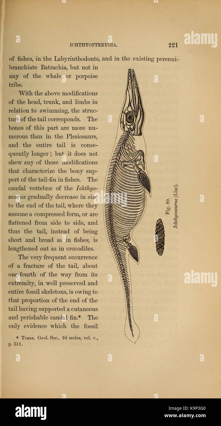 Paläontologie oder eine systematische Zusammenfassung der ausgestorbenen Tiere und ihre geologischen Beziehungen (Seite 221) BHL 40566572 Stockfoto