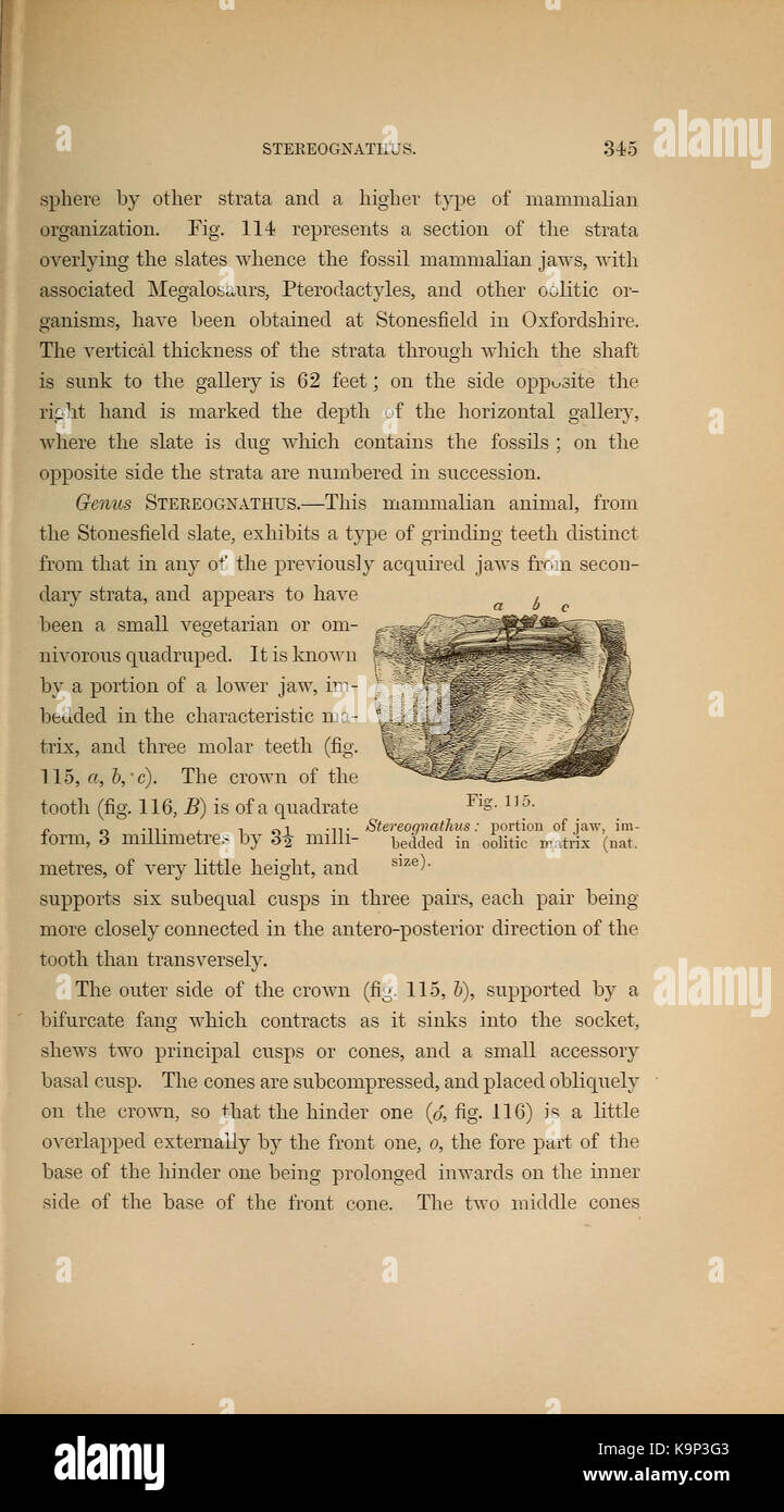 Paläontologie oder eine systematische Zusammenfassung der ausgestorbenen Tiere und ihre geologischen Beziehungen (Seite 345) BHL 40566696 Stockfoto