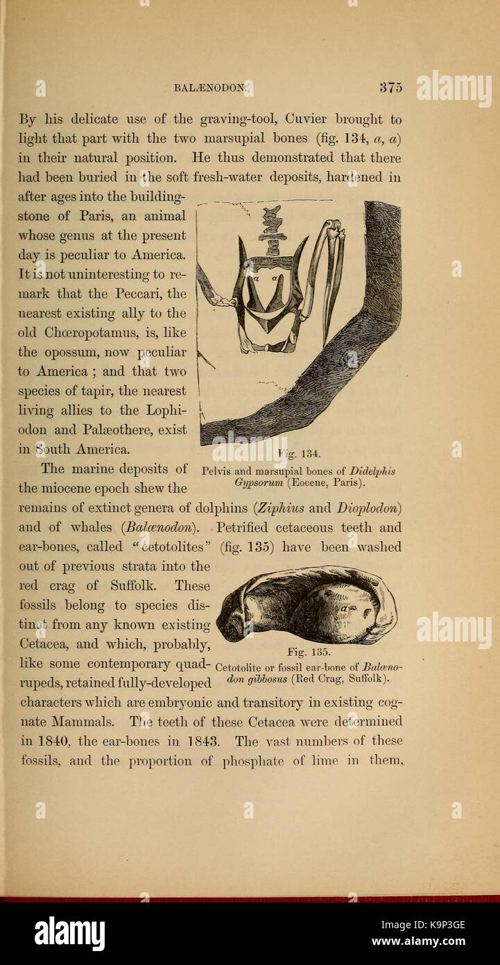Paläontologie oder eine systematische Zusammenfassung der ausgestorbenen Tiere und ihre geologischen Beziehungen (Seite 375) BHL 40566726 Stockfoto