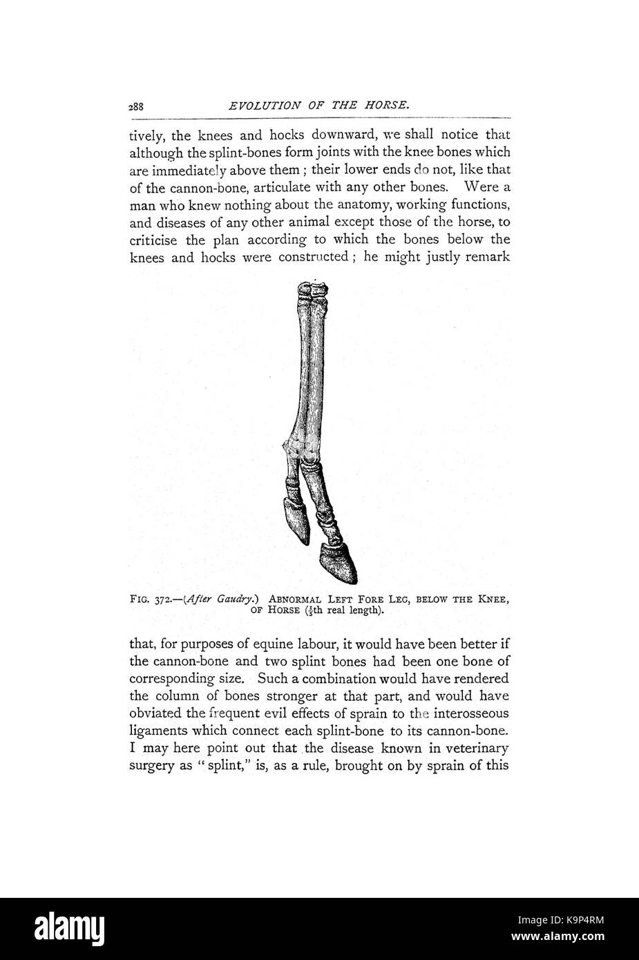 Punkte des Pferdes (Seite 288) BHL 42451826 Stockfoto