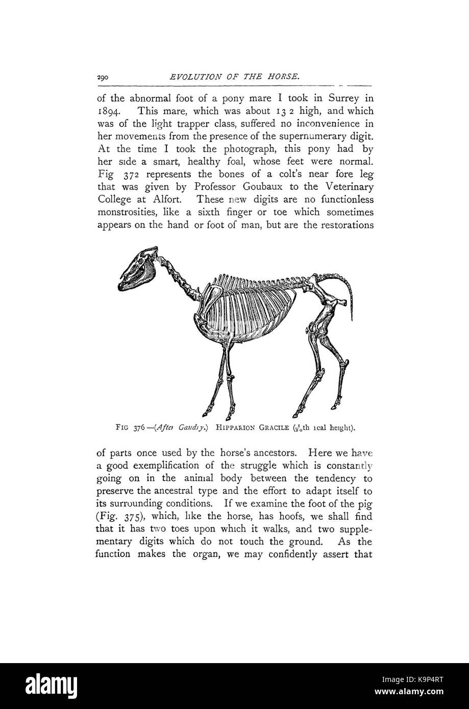 Punkte des Pferdes (Seite 290) BHL 42451829 Stockfoto