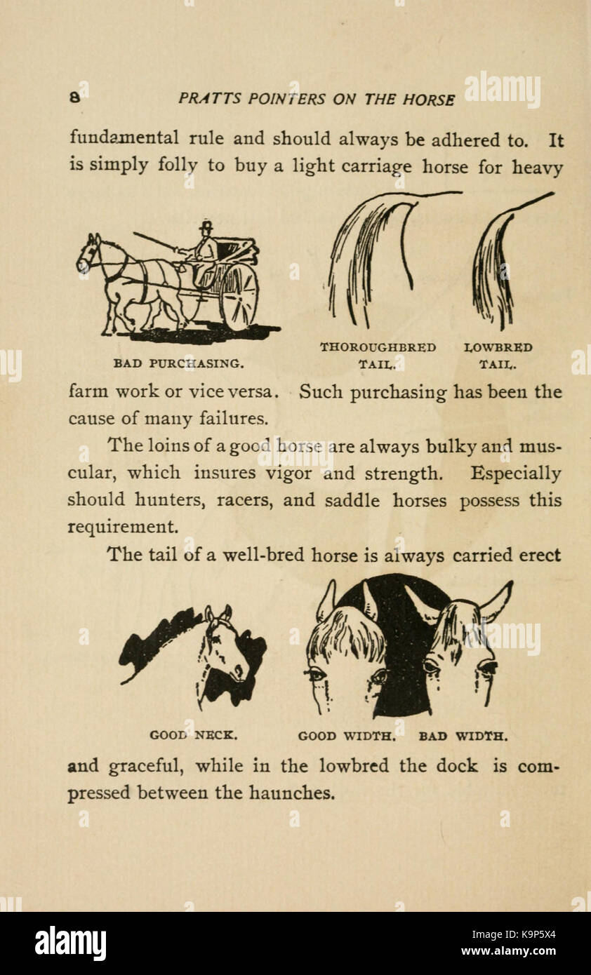Pratts Zeiger auf dem Pferd, einschließlich Zucht, Aufzucht, Ausbildung, Füße, Feed, Einstallung, Krankheiten, etc. (Seite 8) BHL 23624853 Stockfoto Pratts Zeiger auf dem Pferd, einschließlich Zucht, Aufzucht, Ausbildung, Füße, Feed, Einstallung, Krankheiten, etc. (Seite 8) BHL 23624853 Stockfoto