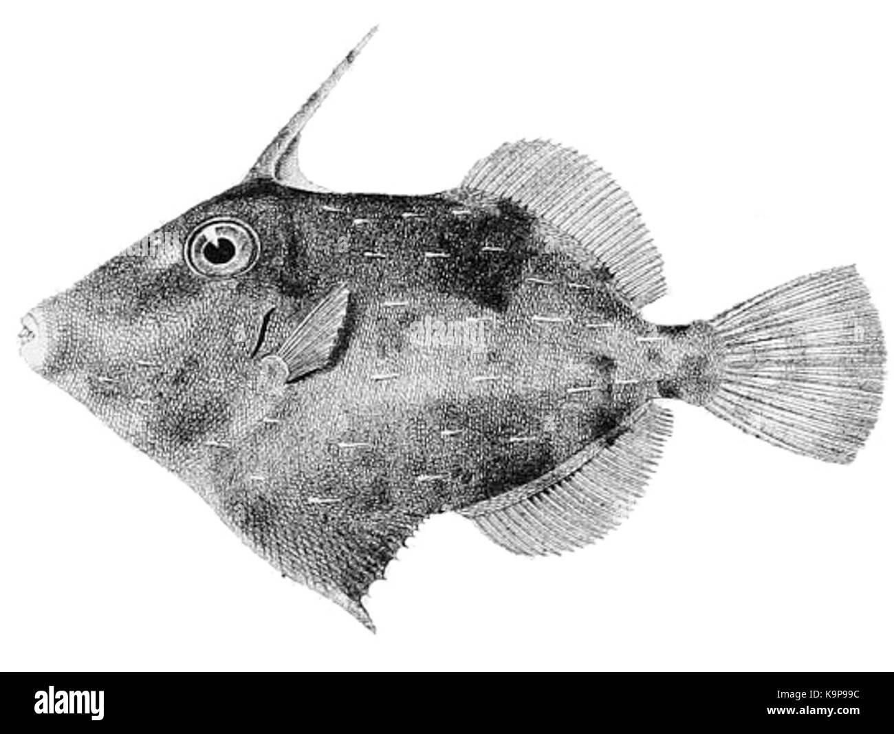 Paramonacanthus Fotos und Bildmaterial in hoher Auflösung Alamy