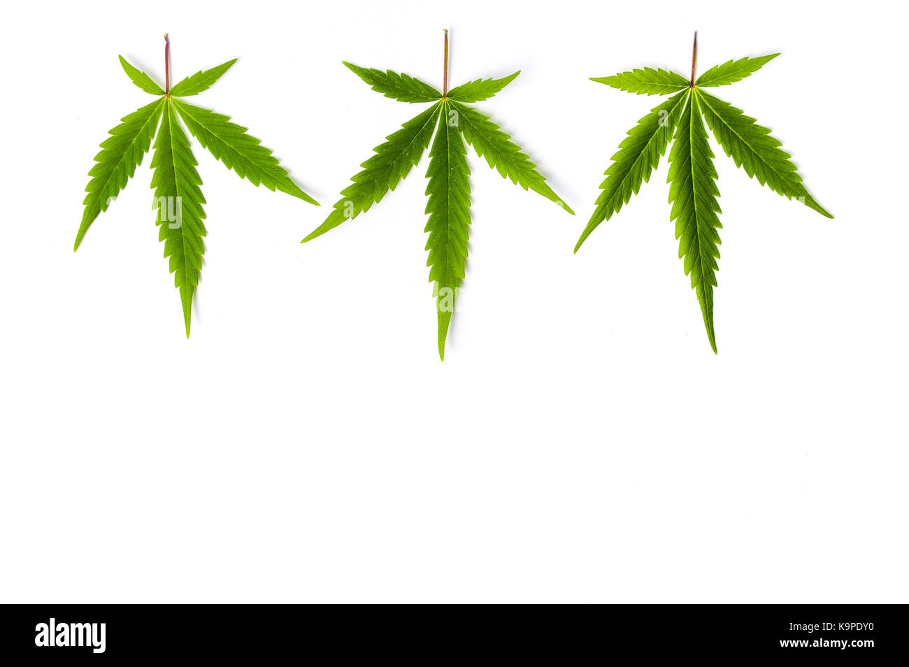 Big Marihuana treibt auf weißem Hintergrund Stockfoto