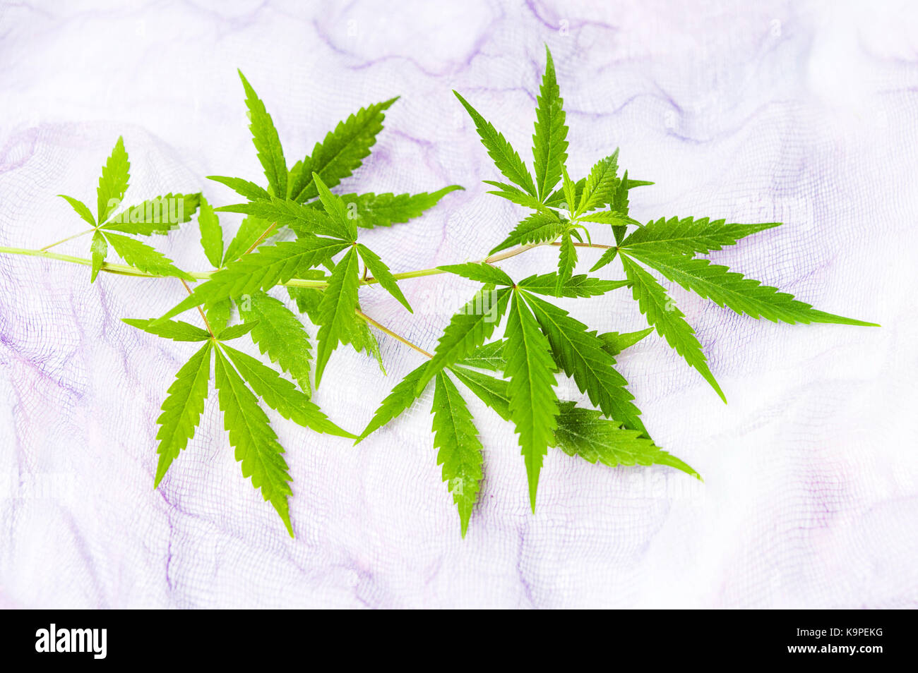 Marihuana Zweig mit kleine grüne Blätter auf Weiß Stockfoto