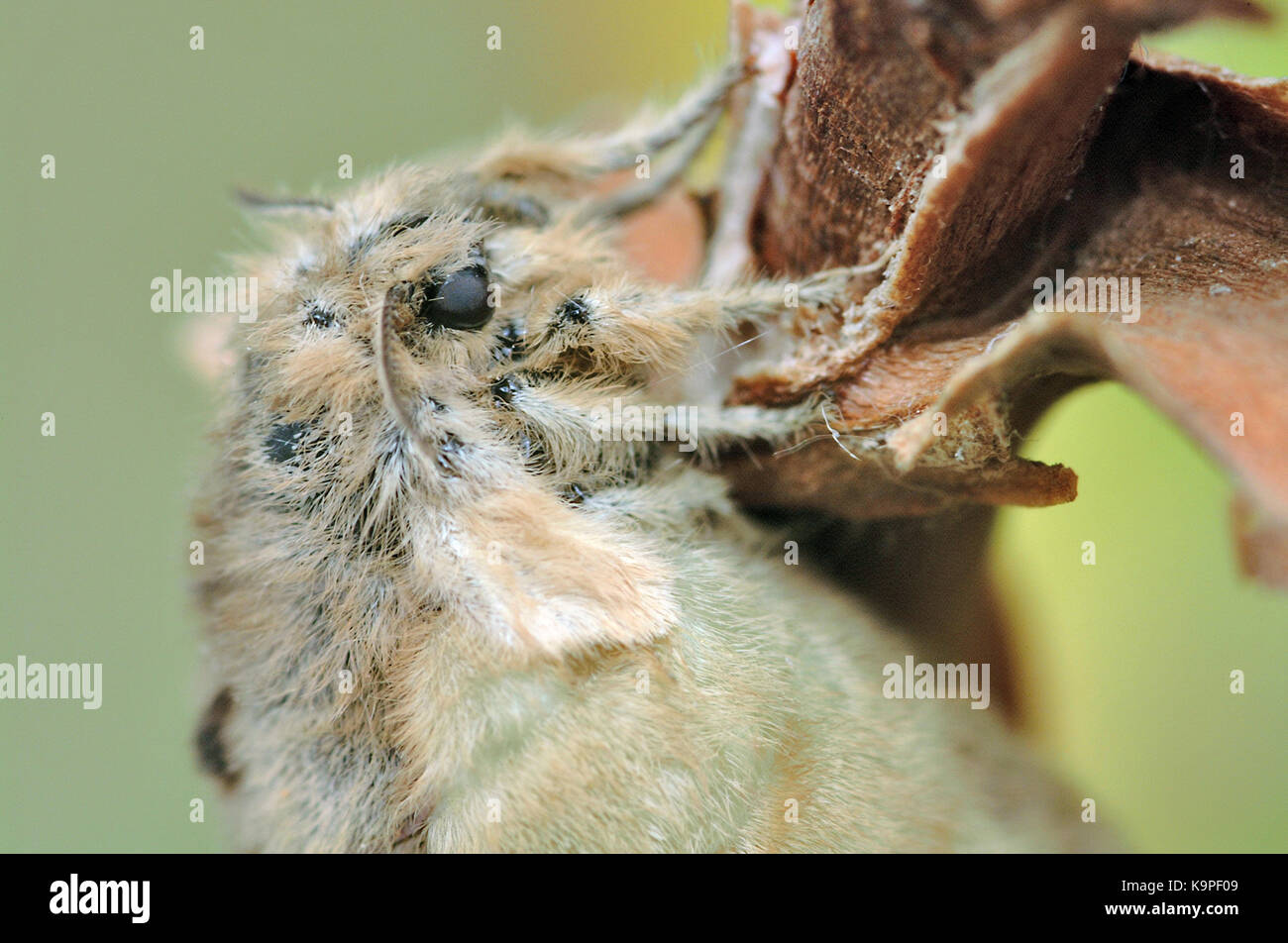 Vaporer Motte (Orgyia antiqua) Nahaufnahme von Flugunfähigen weiblichen Stockfoto