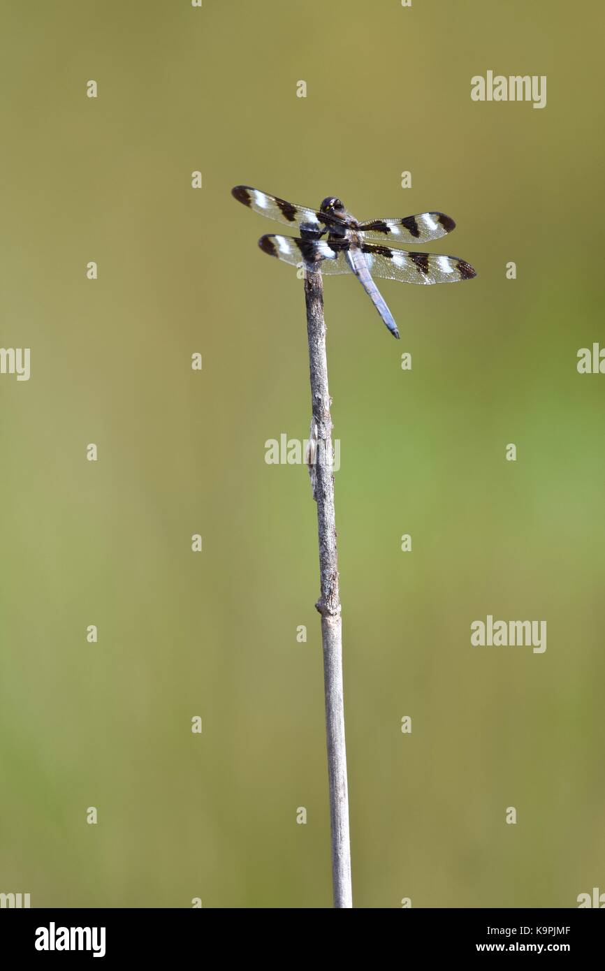 Zwölf beschmutzt Skimmer Dragonfly (Libellula pulchella) auf eine kleine Stick Stockfoto