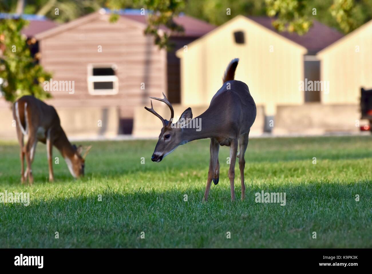 Junge Weißwedelhirsche (Odocoileus virginianus) Stockfoto