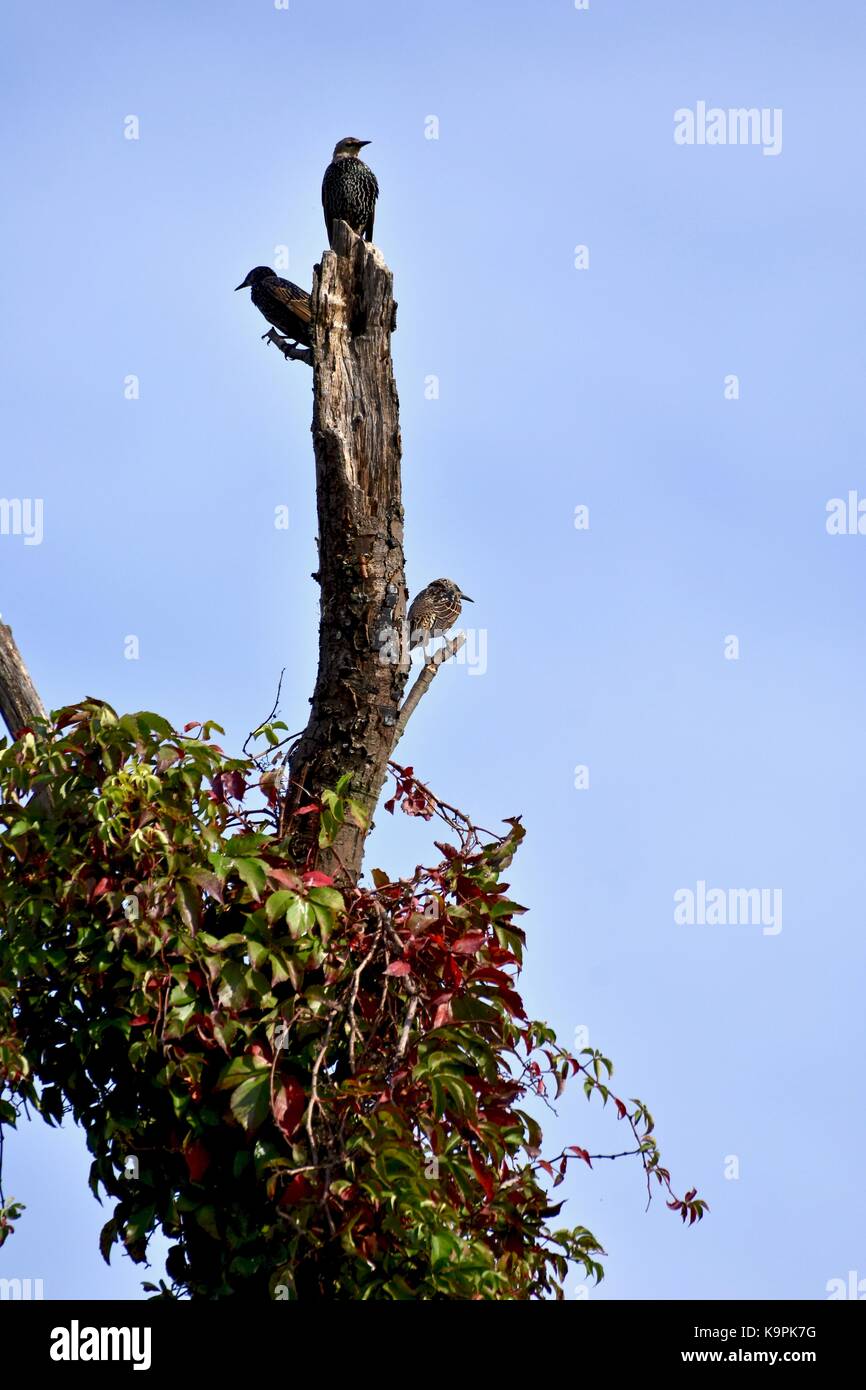 Gemeinsame Stare, auch als Europäische Star (Sturnus vulgaris), die in einem Baum gehockt bekannt Stockfoto