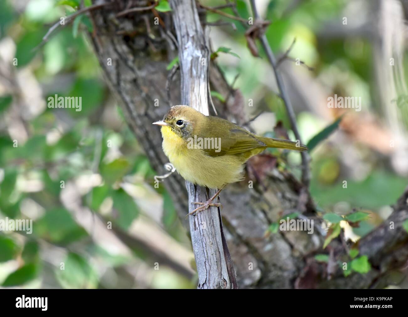 Orangefarbener Waldsänger (Vermivora celata) Stockfoto