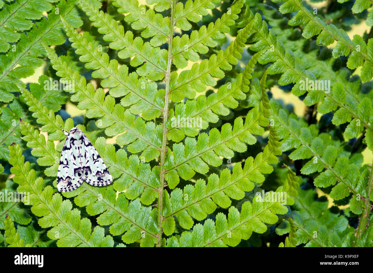 Knappe Merveille du Jour Motte (Griposia aprilina) ruht auf einem fern Stockfoto