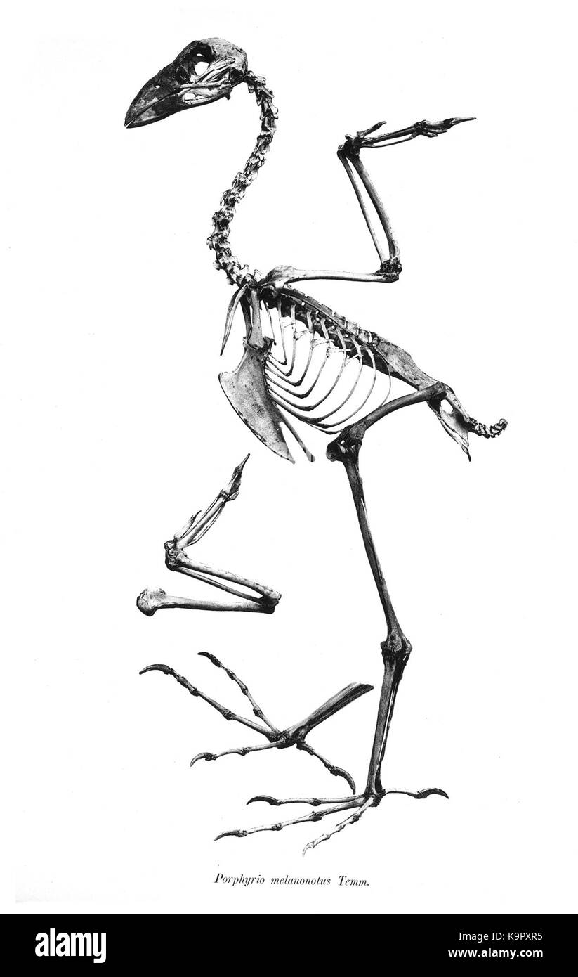 Porphyrio melanonotus 38 Stockfoto