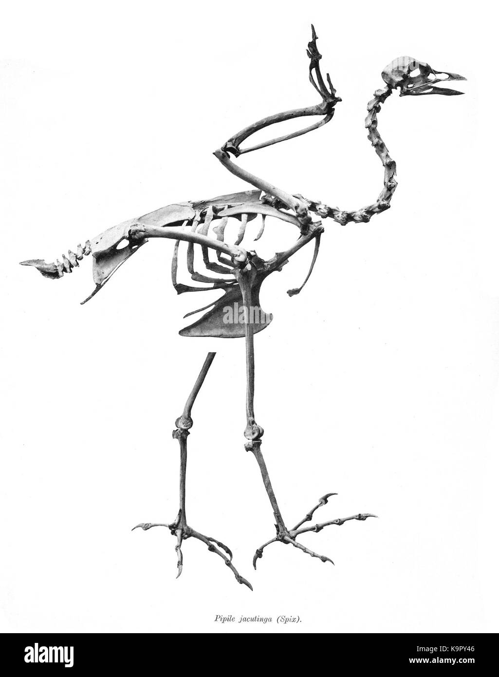 Pipile jacutinga 137 Stockfoto