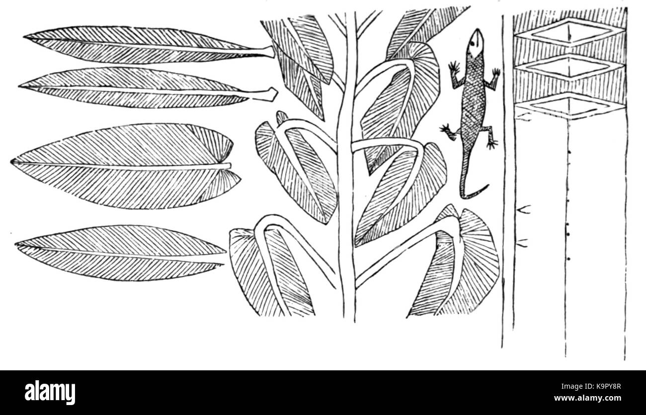 Ornament. Aurora Insel Stockfoto