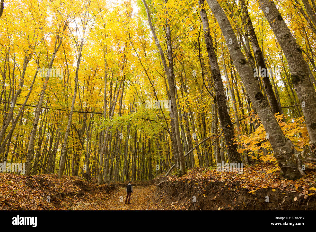 Reisen, Natur, Wald concervation Konzept. In der Mitte des Herbstes Holz, durch die extrem hohen Bäumen umgeben ist, gibt es kleine männliche Figur, er ist in Braun Jeans und schwarze Weste gekleidet Stockfoto