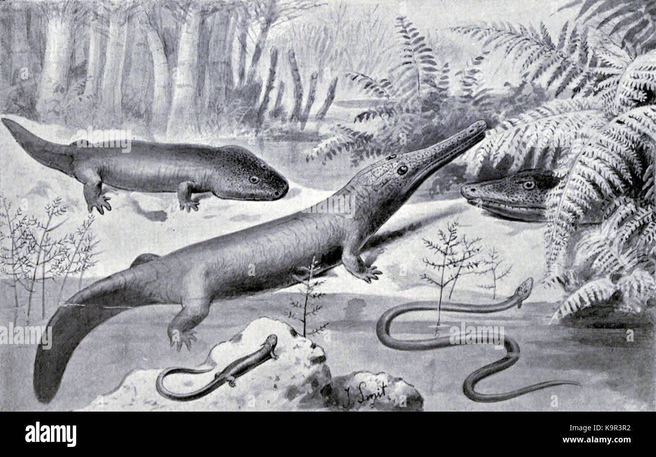 Permian Amphibien Stockfoto