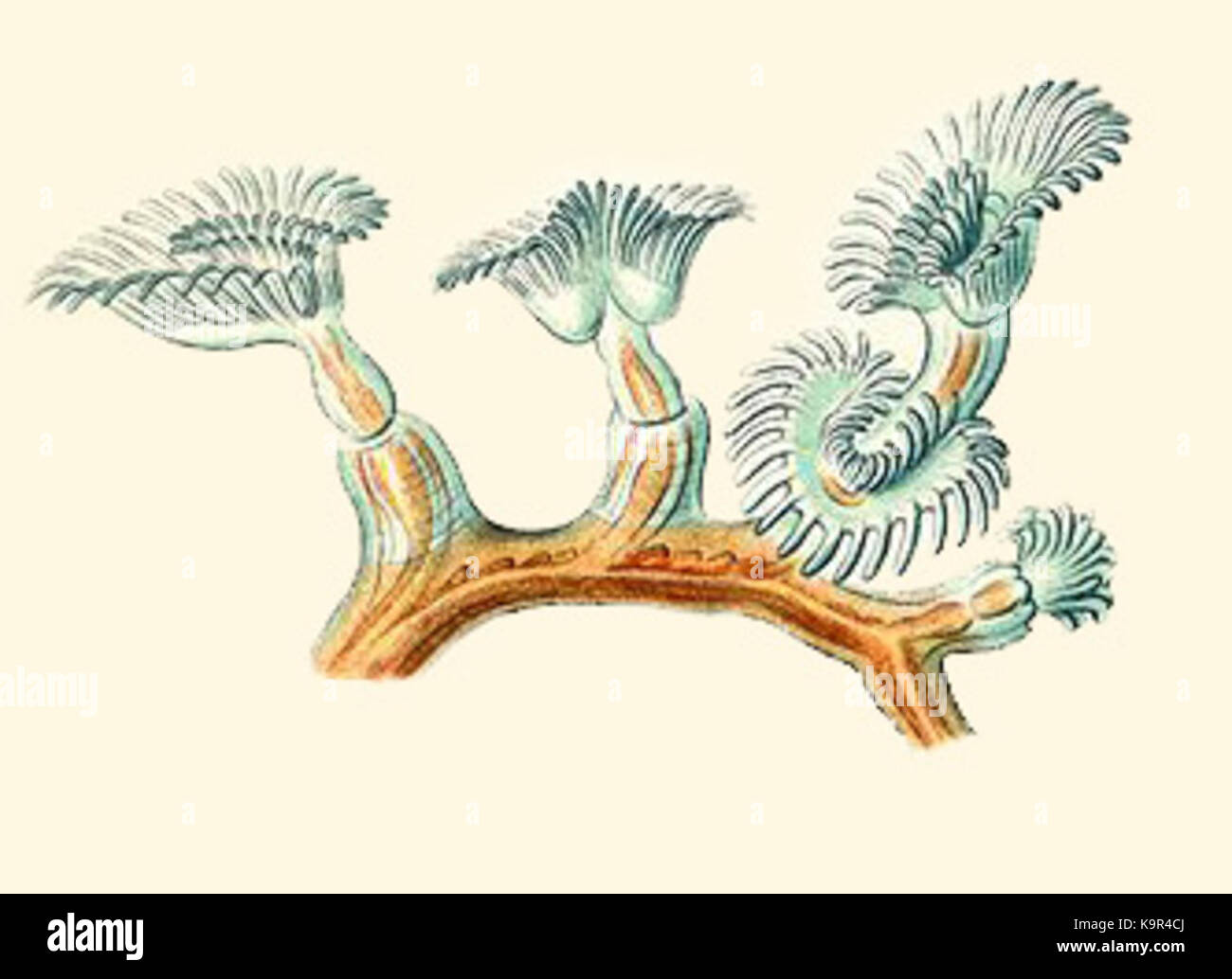 Plumatella repens von Haeckel Bryozoa Zeichnung Commons 2 Stockfoto