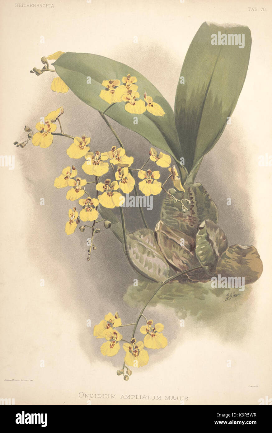 Reichenbachia (8314171403) Stockfoto