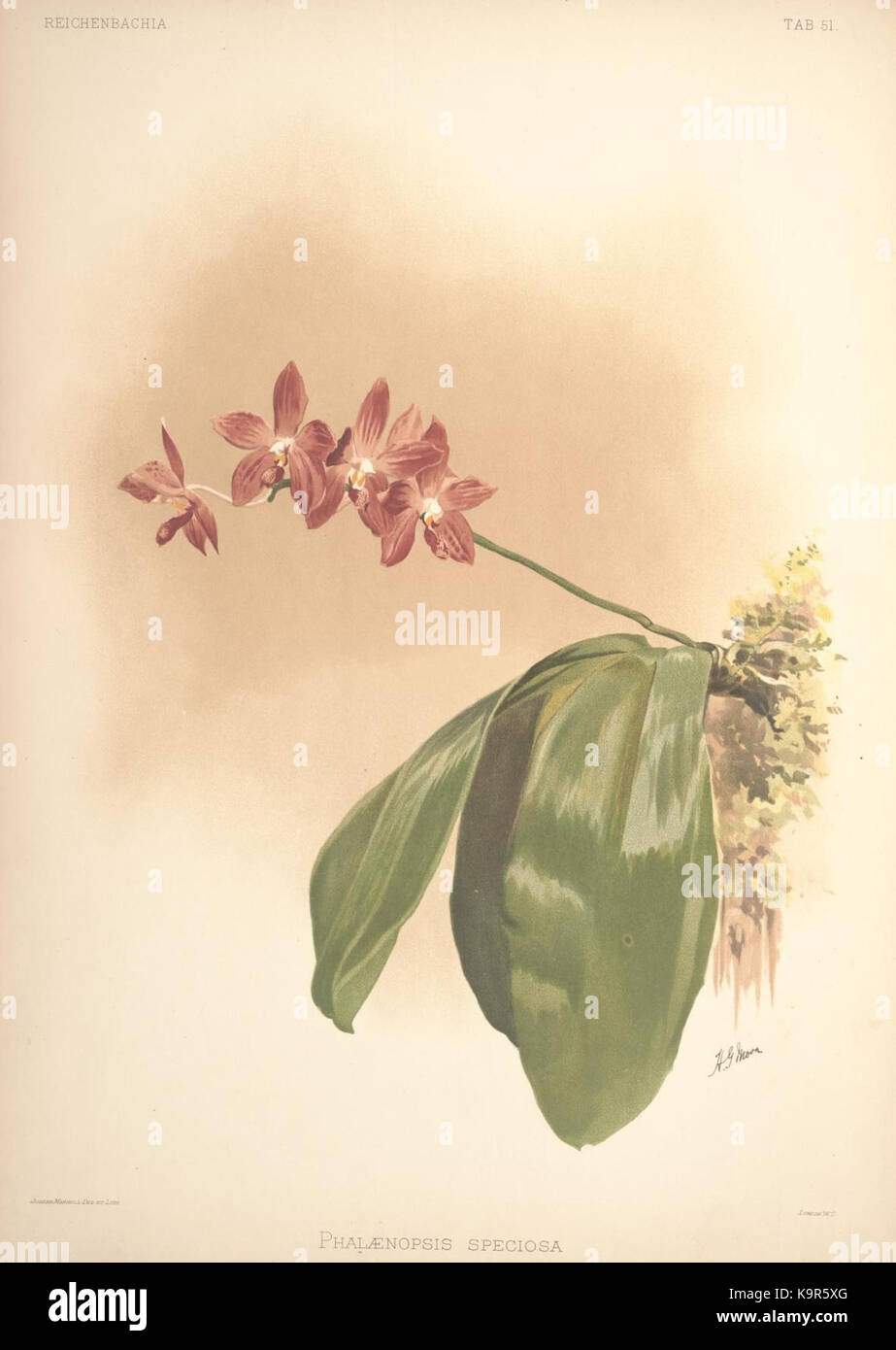 „Reichenbachia“ ist ein Werk der botanischen Illustration, das sich auf die Orchideenarten konzentriert und die detaillierte Kunstfertigkeit und wissenschaftliche Genauigkeit der Pflanzenstudien des 19. Jahrhunderts zeigt. Stockfoto
