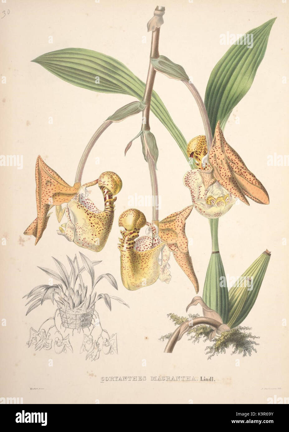 Pescatorea, dargestellt in dieser Abbildung, ist eine botanische Referenz, wahrscheinlich eine Pflanzenart oder ein pflanzliches Motiv. Es ist wichtig für botanische Studien und hat eine Bedeutung für die Pflanzentaxonomie. Stockfoto