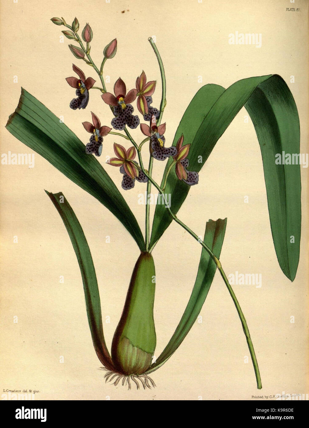 Paxton's Blumengarten (Platte 87) (9253412909) Stockfoto