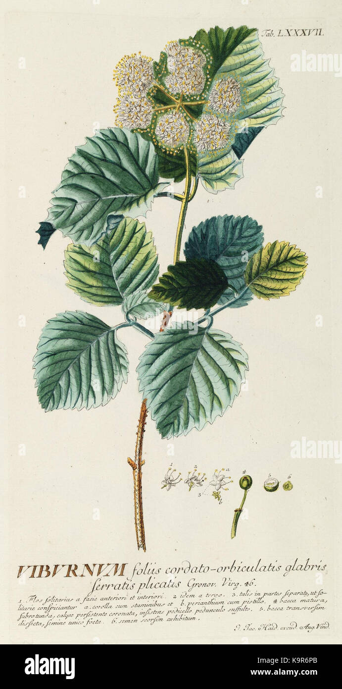 World selectae quarum stellt ad exemplaria naturalia Londini, in hortis curiosorum nutrita (Tab. LXXXVII) (8050647167) Stockfoto