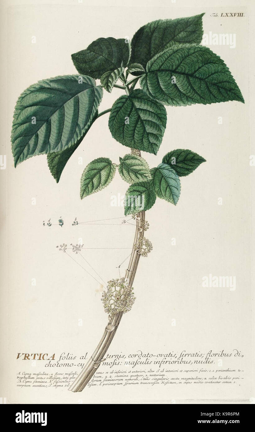 World selectae quarum stellt ad exemplaria naturalia Londini, in hortis curiosorum nutrita (Tab. LXXVIII) (8050643616) Stockfoto