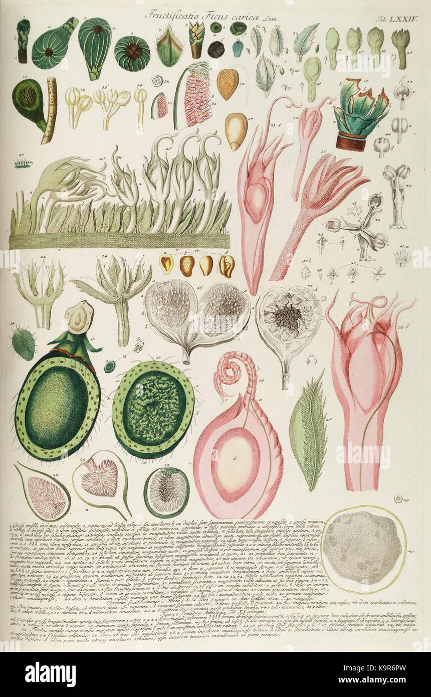 Diese botanische Illustration, „Plantae Selectae“, zeigt detaillierte Bilder ausgewählter Pflanzen, die in den Gärten von Kuriositäten in London angebaut werden. Stockfoto