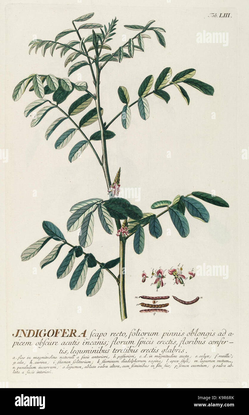 Dies ist eine Illustration aus „Plantae Selectae“, einem botanischen Werk aus dem Jahr 1750 mit ausgewählten Pflanzen, die in den Gärten neugieriger Menschen in London gepflegt werden. Die Zeichnung bietet eine lebendige Darstellung natürlicher Pflanzenarten in voller Farbe. Stockfoto
