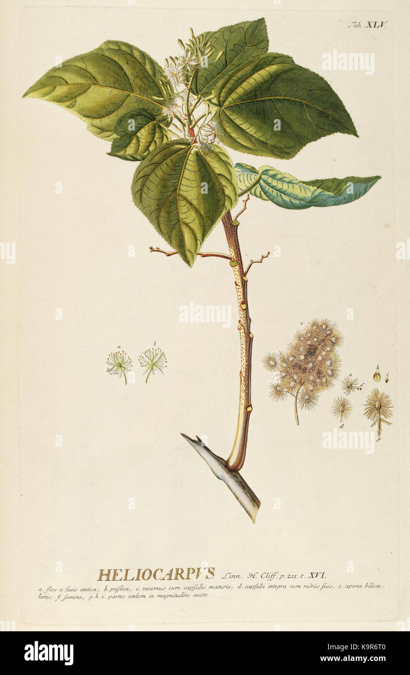 World selectae quarum stellt ad exemplaria naturalia Londini, in hortis curiosorum nutrita (Tab. XLV) (8050620544) Stockfoto
