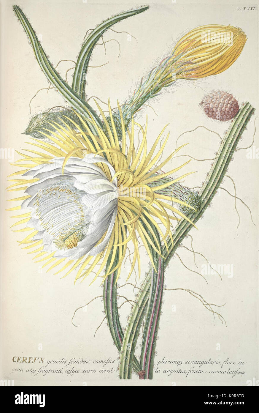 World selectae quarum stellt ad exemplaria naturalia Londini, in hortis curiosorum nutrita (Tab. XXXI) (8050610808) Stockfoto