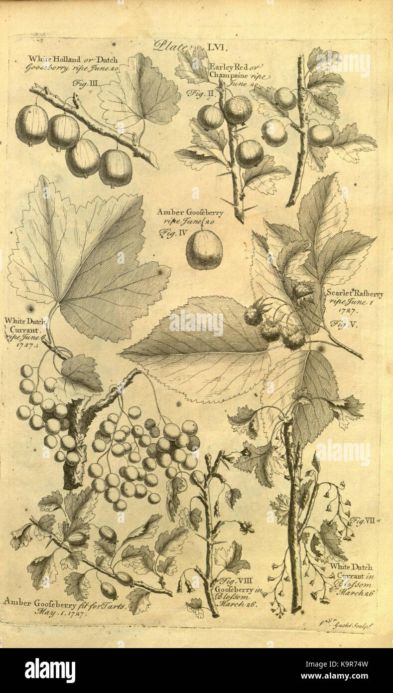 Eine detaillierte Illustration aus „Pomona, Or the Fruit Garden Illustrated“ mit Obstbäumen und Gartentechniken. Auf dem Teller werden verschiedene Fruchtarten gezeigt, die in Gärten des 18. Jahrhunderts angebaut wurden. Stockfoto