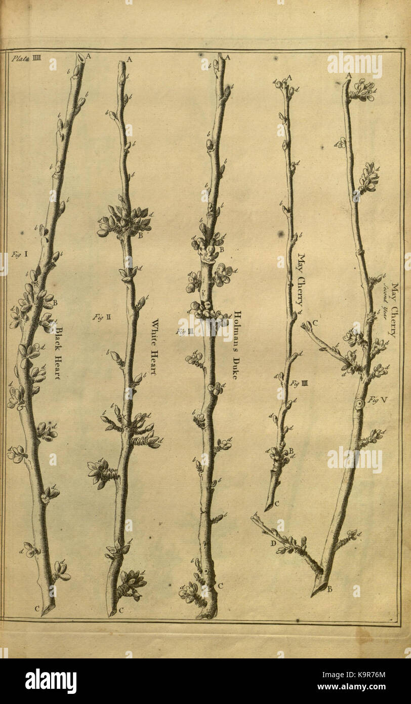 Pomona, oder die Frucht Garten illustriert (Platte IIII) (7930023208) Stockfoto