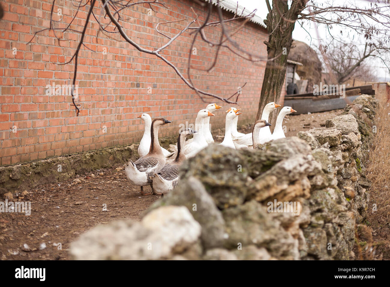 Landschaft, Landwirtschaft, fallen Konzept. typische Landschaft im Spätherbst, hinter den niedrigen Feuerstein Wand ist Schwarm Gänse unterschiedlicher Färbung, aber die meisten von ihnen sind Weiß mit hellen orange Schnabel Stockfoto