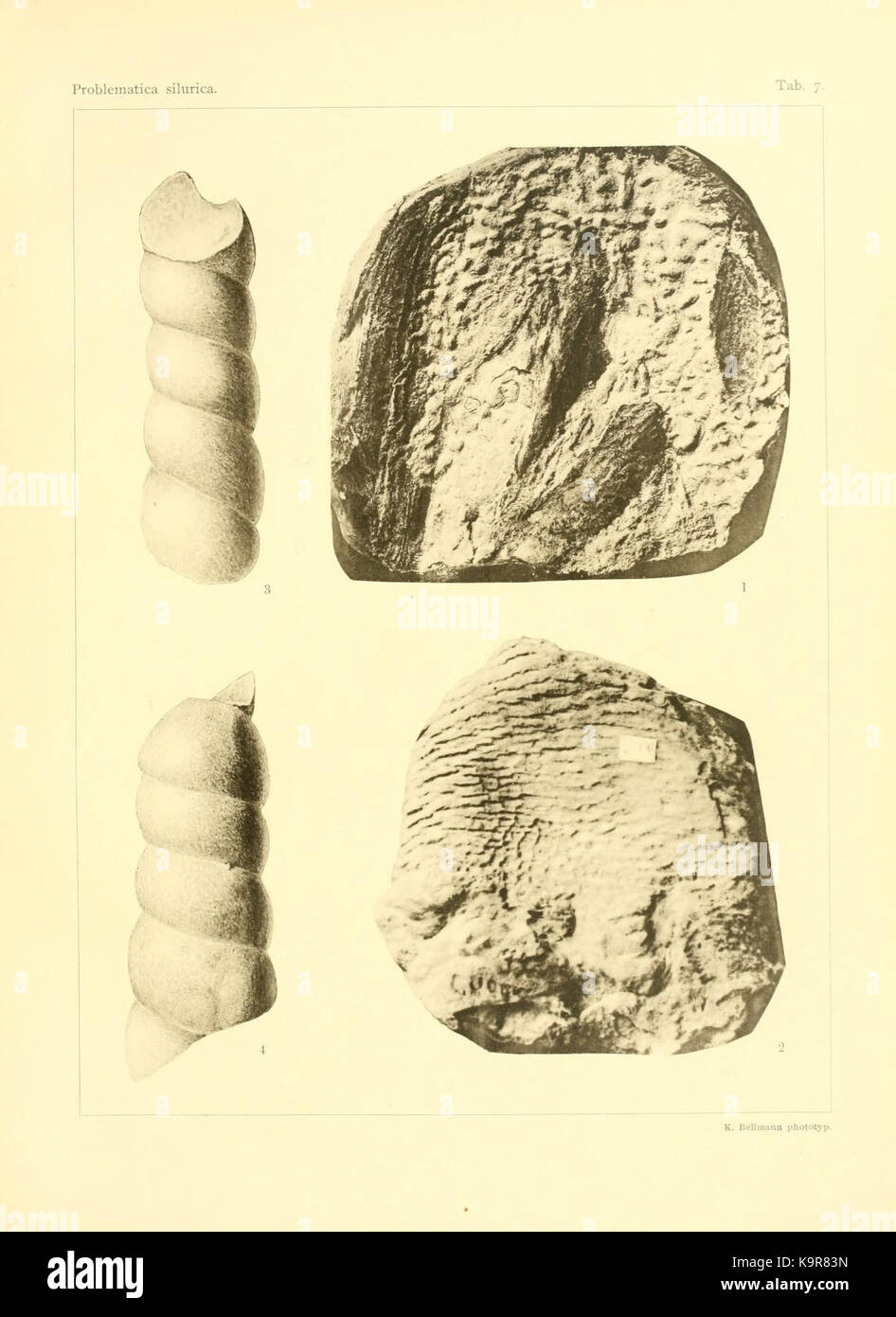 Problematica Silurica (Blatt 7) (7629249418) Stockfoto