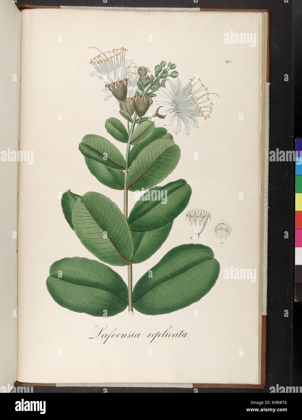 Icones Plantarum Brasiliae et descriptiones hactenus ineditae (Platte 198) (7083770227) Stockfoto